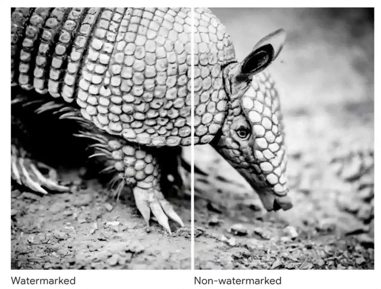 Ejemplo 1 de imagen con y sin watermark: un armadillo en blanco y negro